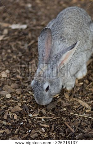 Gray Rabbit Eating Dry Wood Chips Outdoors