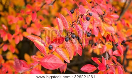 Autumn Foliage Of Cotoneaster Lucidus With A Focus On Berry. Fall Colorful Background.