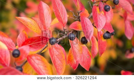 Autumn Foliage Of Cotoneaster Lucidus With A Focus On Berry. Fall Colorful Background.