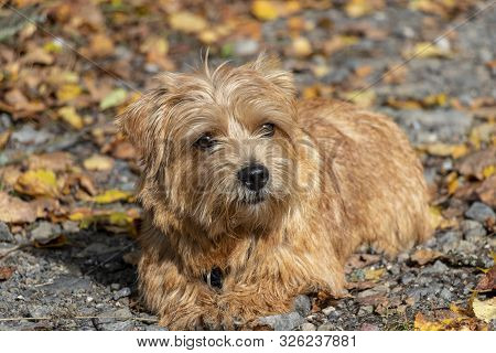 Happy Norfolk Terrier Laying On The Road