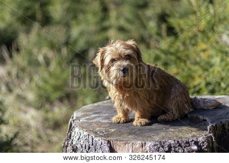 Happy Norfolk Terrier Sitting On A Stump