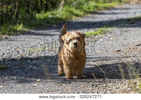Happy Norfolk Terrier Standing On The Road