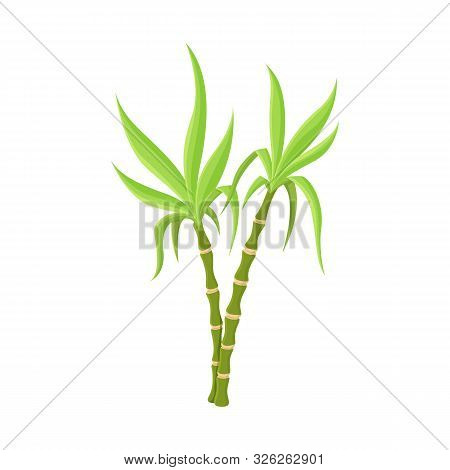 Vector Illustration Of Vegetable And Sugar Logo. Graphic Of Vegetable And Cane Stock Vector Illustra