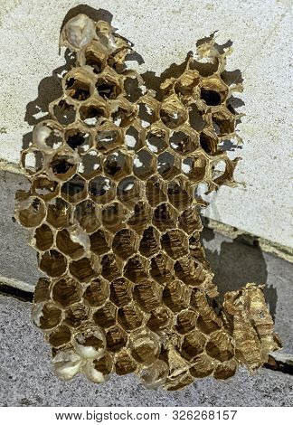 Interior Of European Hornets (vespa Crabro) Nest