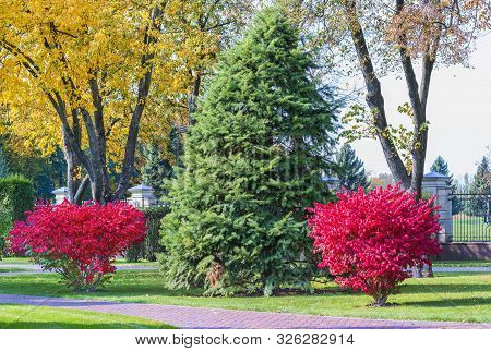 A Fragment Of The Autumn Park . Eucalyptus Winged Compactus Is A Perennial Shrub That Impresses With