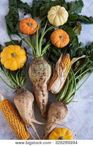 Autumn Harvest Of Vegetables. Pumpkin, Radish, Corn