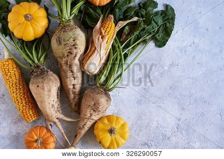 Autumn Harvest Of Vegetables. Pumpkin, Radish, Corn