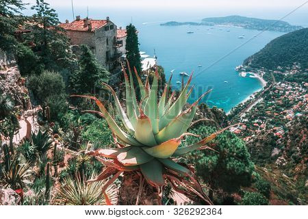 Eautiful View On The Mediterranean Sea With The Focus On An Aloe Vera On Stem  In The Botanical Gard