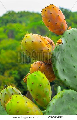 Prickly Pear Cactus With Orange And Green Fruits