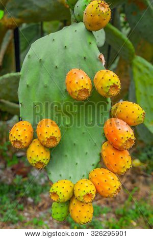 Prickly Pear Cactus With Orange Fruits Close-up
