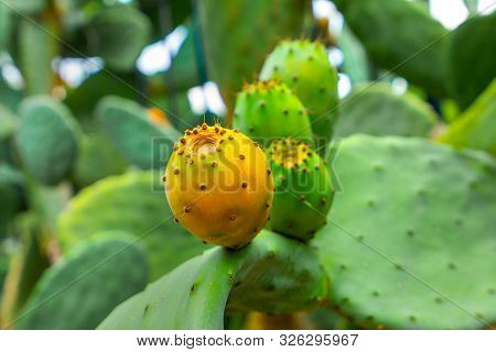Prickly Pear Cactus With Orange And Green Fruits