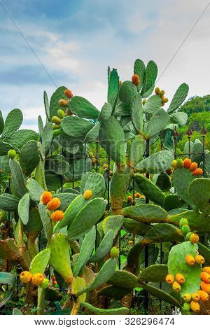 Prickly Pear Cactus With Orange Fruits Close-up
