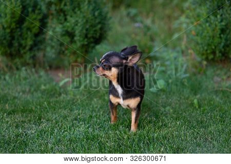 A Black And Tan Purebred Chihuahua Dog Puppy Standing In Grass Outdoors And Staring Focus On
