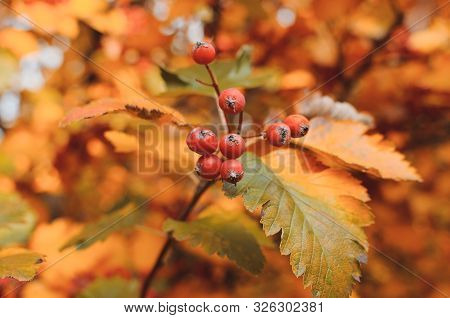 Orange Ripe Bouquet Of Mountain Ash With Yellow Leaves Of Mountain Ash In The Autumn Season. Autumn 