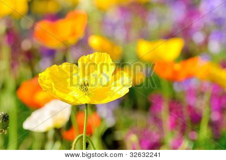 Papaver Nudicaule (detail).