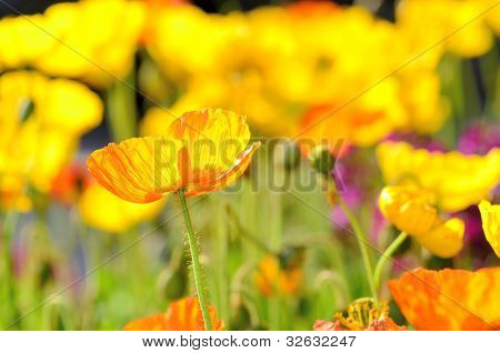 Papaver Nudicaule (detail).