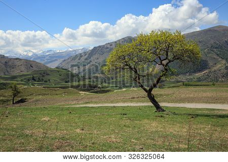 A Lonely Tree On The Background Of Snowy Mountains.
