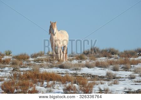 Wild Horses Of The Navajo Nation, Northeastern Arizona.