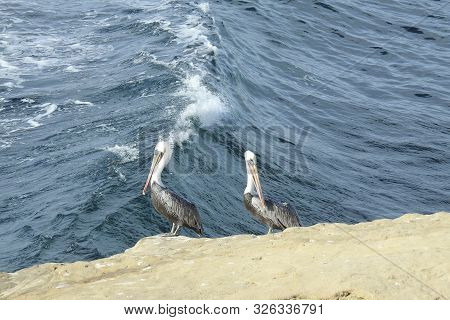 Brown Pelicans, Coastal Wildlife, La Jolla Cove, San Diego, California.