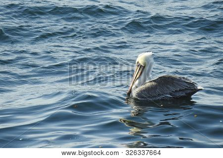 Brown Pelican, Coastal Wildlife, La Jolla Cove, San Diego, California.