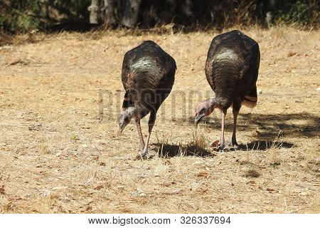 Wild Turkeys, San Luis Obispo County, Lopez Lake, California.