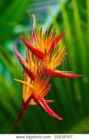 Flor de ave del paraíso