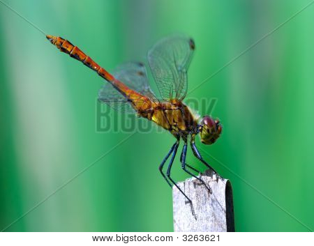 Kulkuri Darter