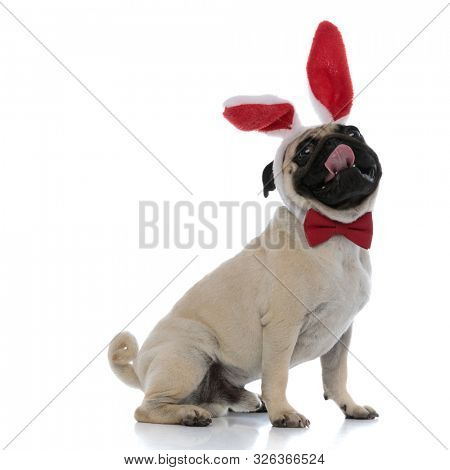 Side view of a cheerful pug looking up and panting while wearing bunny ears and a red bowtie, sitting on white studio background