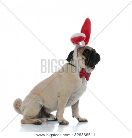 Side view of an unsure pug wearing bunny ears and a red bowtie while looking around and sitting on white studio background