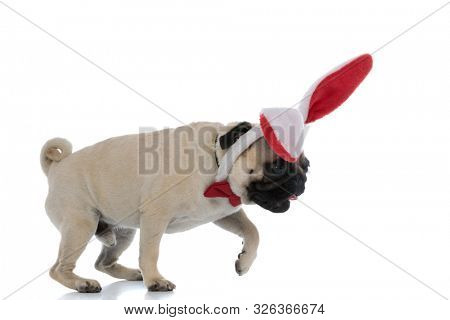 Side view of a curious pug wearing bunny ears and a red bowtie while stepping forward and searching on white studio background