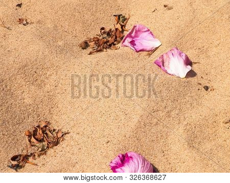 Rose Petals On Sand As Nature Background. Copy Space.