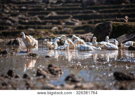 Wildlife View Of Duck And Duckling Swimming In Rice Terrace With Shallow Depth Of Field