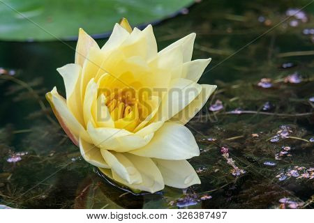 Yellow Water Lily (nymphaea) Blooming In A Lake With Details Of Anthers And Stamen