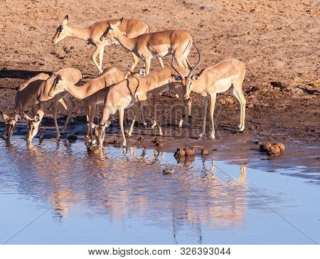 A Group Of Impalas -aepyceros Melampus- Drinking From A Waterhole In Etosha National Park, Namibia.