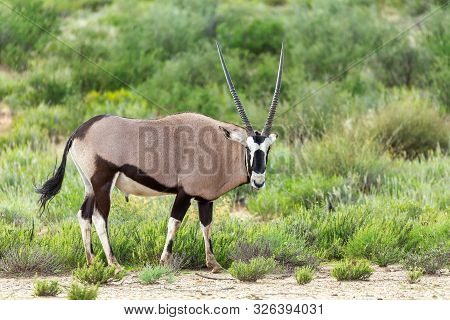 Common Antelope Gemsbok, Oryx Gazella In Kalahari After Rain Season With Green Grass. Kgalagadi Tran