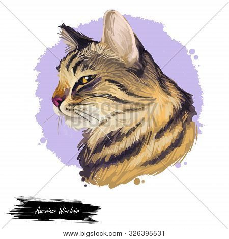 American Wirehair Cat Isolated On White Background. Digital Art Illustration Of Hand Drawn Kitty For