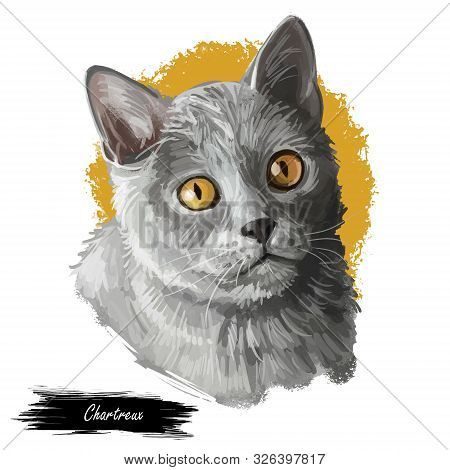 Chartreux Cat Portrait Isolated On White, Digital Art