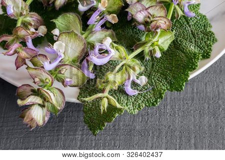 Sage - A Medicinal Plant With Antiseptic Action