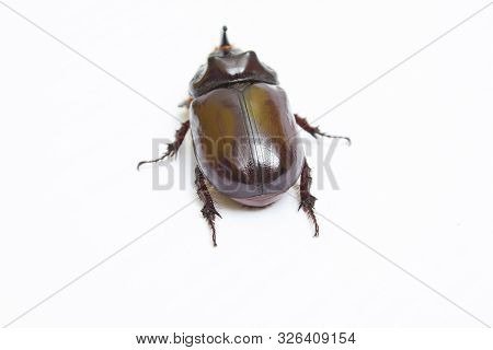 Rhinoceros Beetle Close Up - Studio Shot, Insectoid Biology