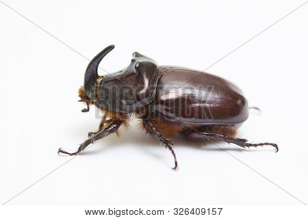 Rhinoceros Beetle Close Up - Studio Shot, Insectoid Biology