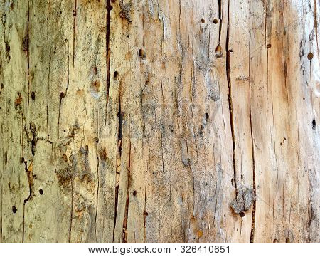 Wooden Background. Close Up Of Tree Wood Showing Patterns Made By Bark Beetles And Bugs. Damage Done