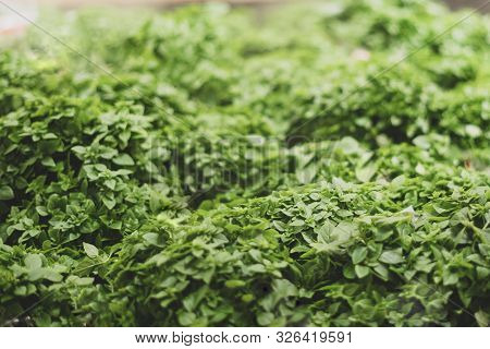 Fresh Green Basil. Presenting In A Shop Window. Organization Of A Microclimate For Greens. Selective