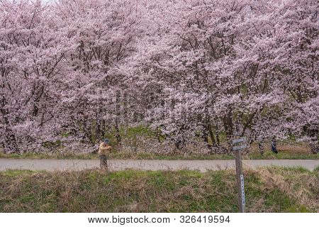 Nagano, Japan - April 19, 2019 : People Visiting  Cherry Blossom Trees Chikuma River  Park , Obuse T