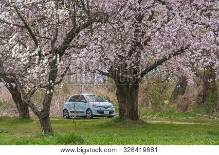 Nagano, Japan - April 19, 2019 : People Visiting  Cherry Blossom Trees Chikuma River  Park , Obuse T