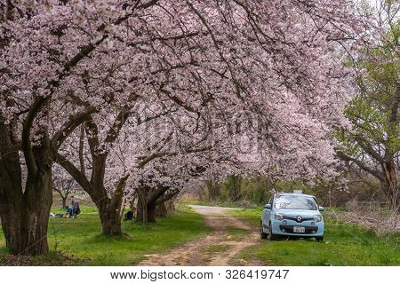 Nagano, Japan - April 19, 2019 : People Visiting  Cherry Blossom Trees Chikuma River  Park , Obuse T