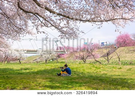 Nagano, Japan - April 19, 2019 : People Visiting  Cherry Blossom Trees Chikuma River  Park , Obuse T