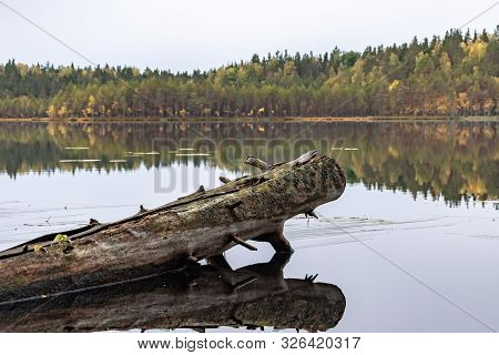 Lake With A Half-sunken Tree Trunk On A Cloudy Day