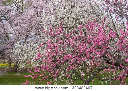 View Of Cherry And Peach Blossom Trees Chikuma River Park(public Park) ,obuse Town, Nagano Prefectur
