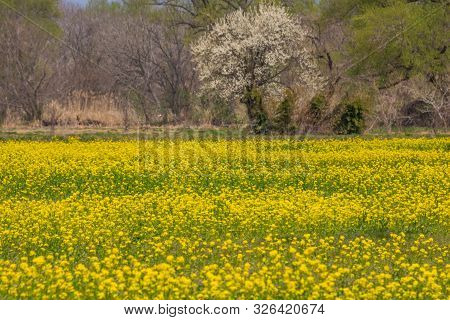 Blooming Canola Flowers In Chikuma River Park ,obuse Town, Nagano Prefecture, Japan.