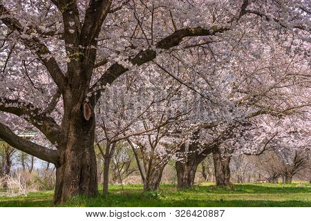 View Of Cherry Blossom Trees Chikuma River Park(public Park) ,obuse Town, Nagano Prefecture, Japan.